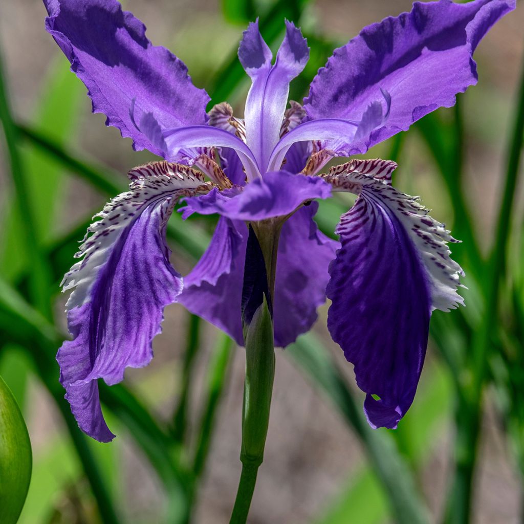 Iris tectorum - Dakiris