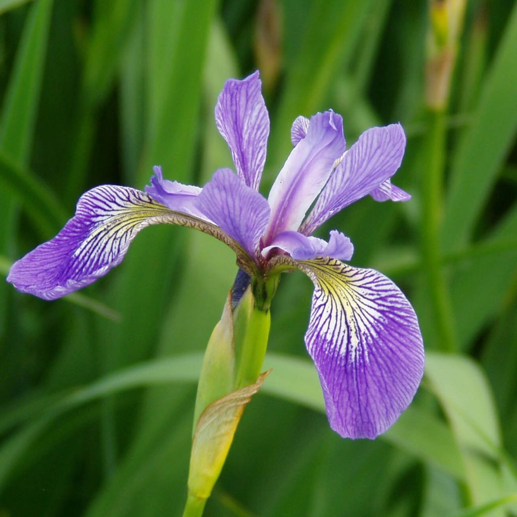 Iris versicolor