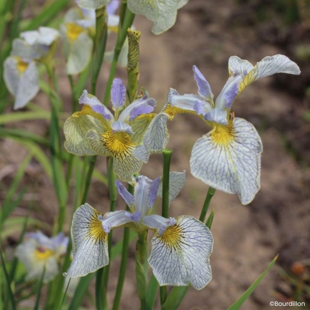 Iris Ally Oops - Wateriris