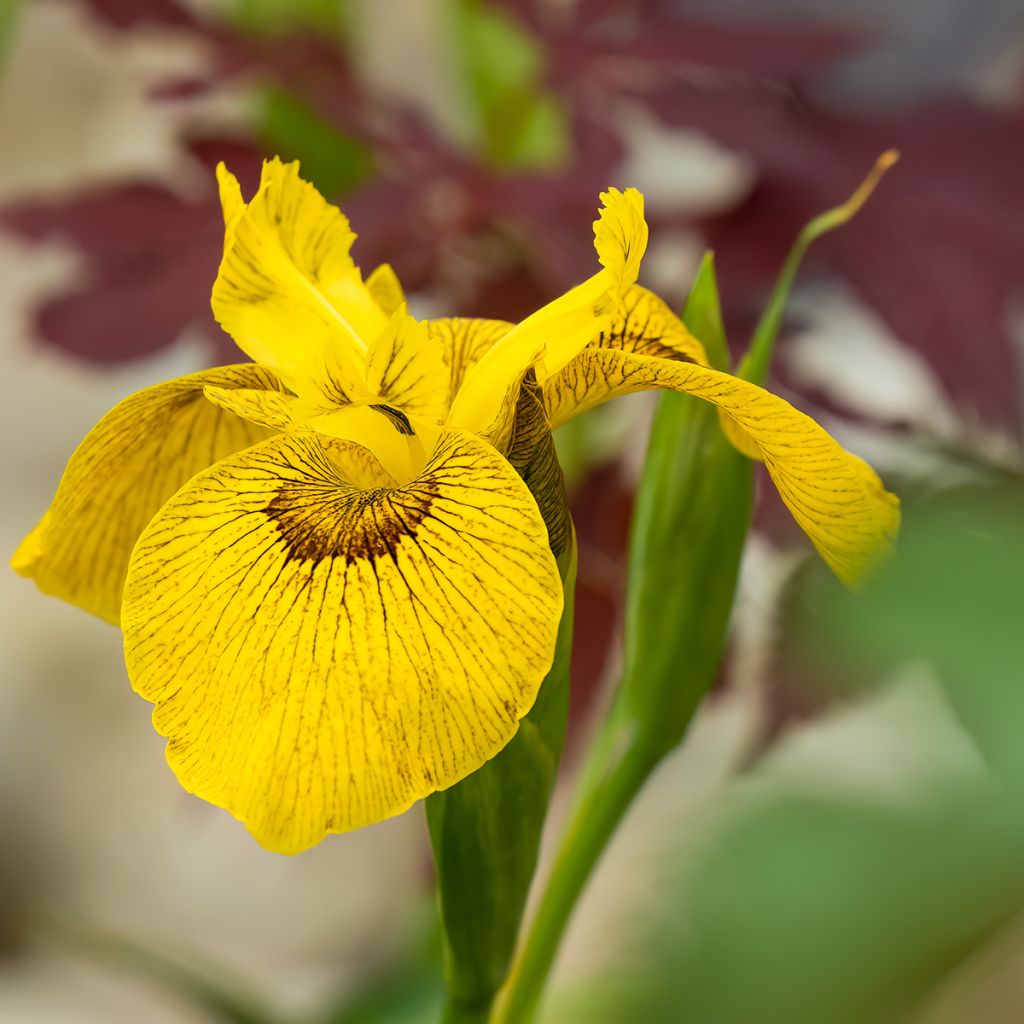 Iris Berlin Tiger - Wateriris