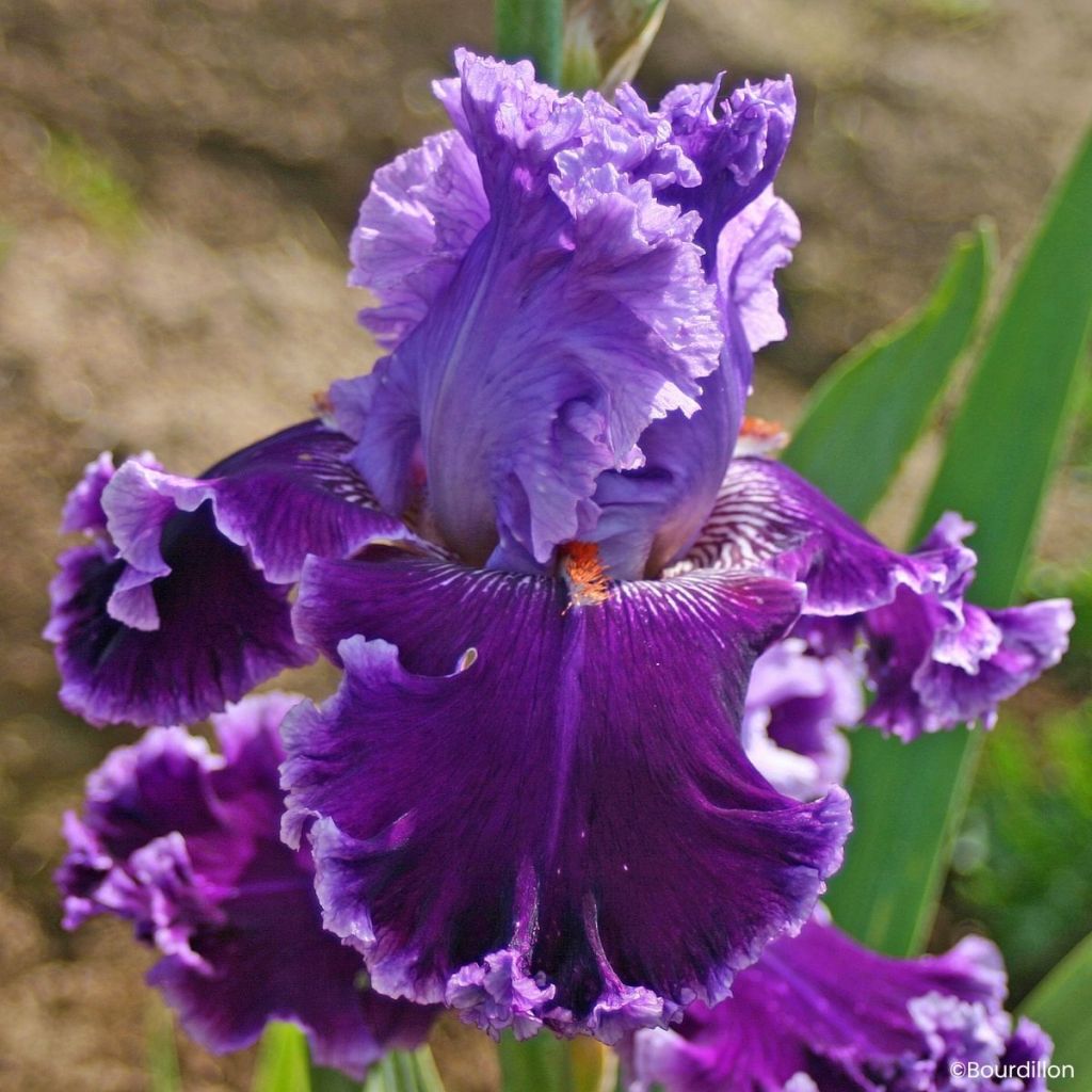 Iris germanica Louisa's Song - Baardiris