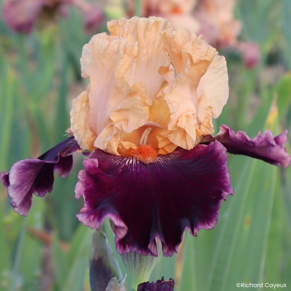 Iris germanica Nuance Royale - Baardiris