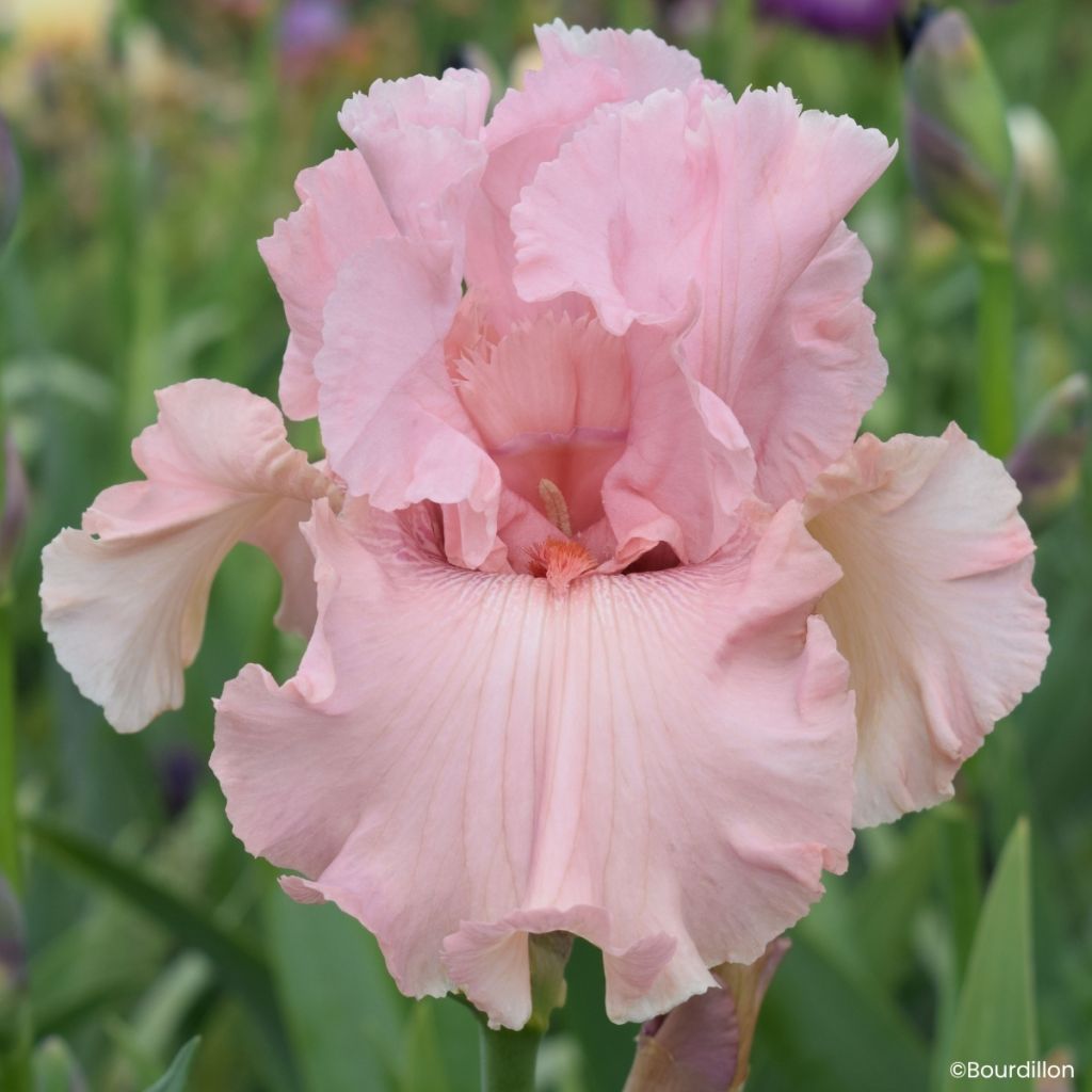 Iris germanica Star Appeal - Baardiris