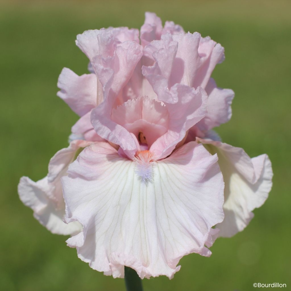 Iris germanica Vanity Girl - Baardiris