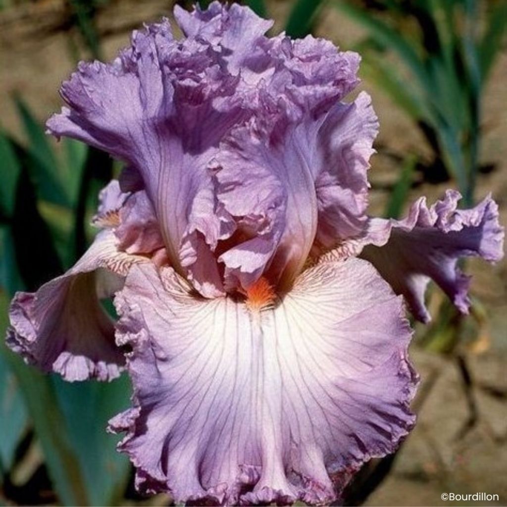 Iris germanica Vienna Waltz - Baardiris