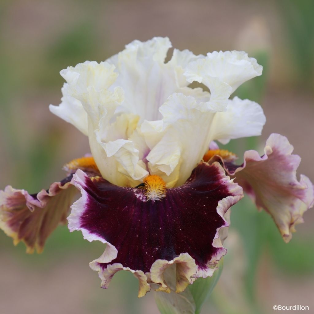 Iris germanica When Doves Cry - Baardiris