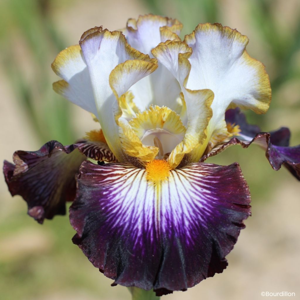 Iris germanica Eclat de Nuit - Baardiris