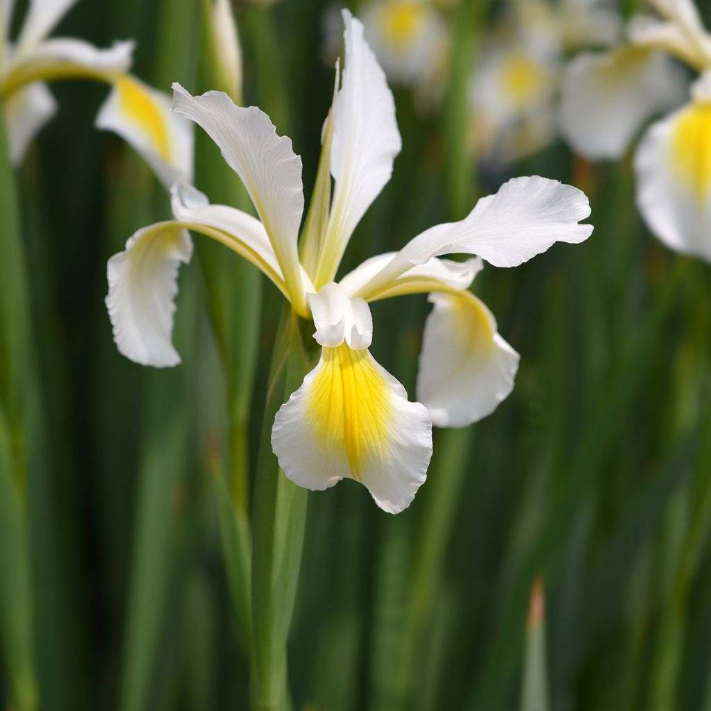 Iris ochroleuca (orientalis) - Steppe-iris