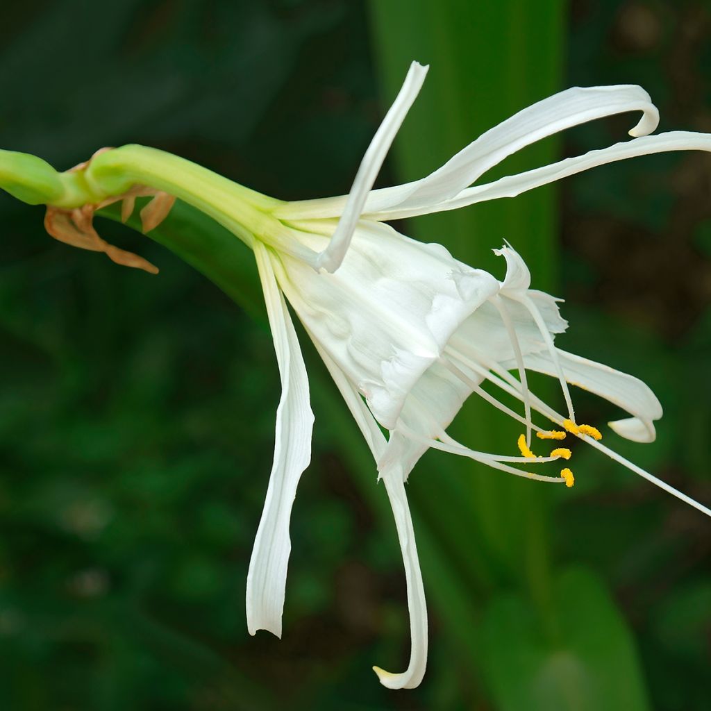 Hymenocallis festalis Wit - Spinlelie