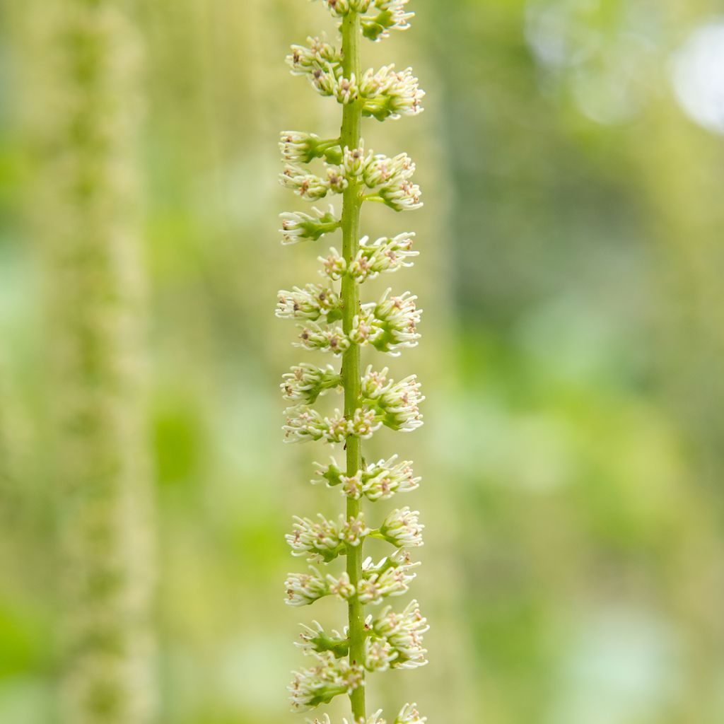 Itea ilicifolia - Bloemwilg