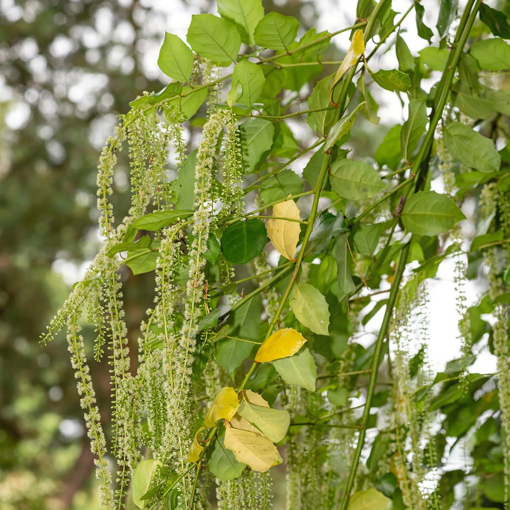 Itea ilicifolia - Bloemwilg