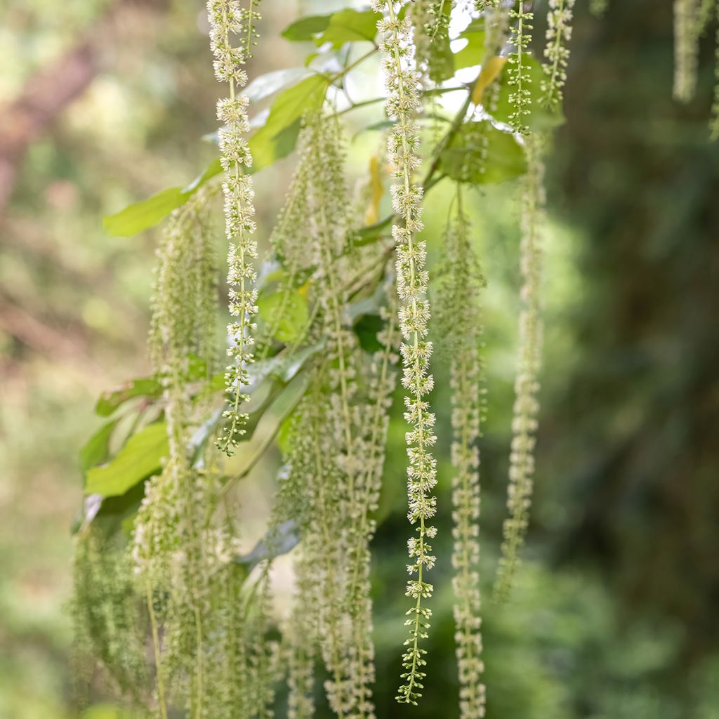Itea ilicifolia - Bloemwilg