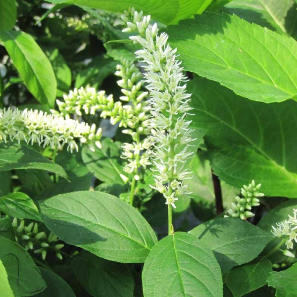 Itea virginica - Bloemwilg