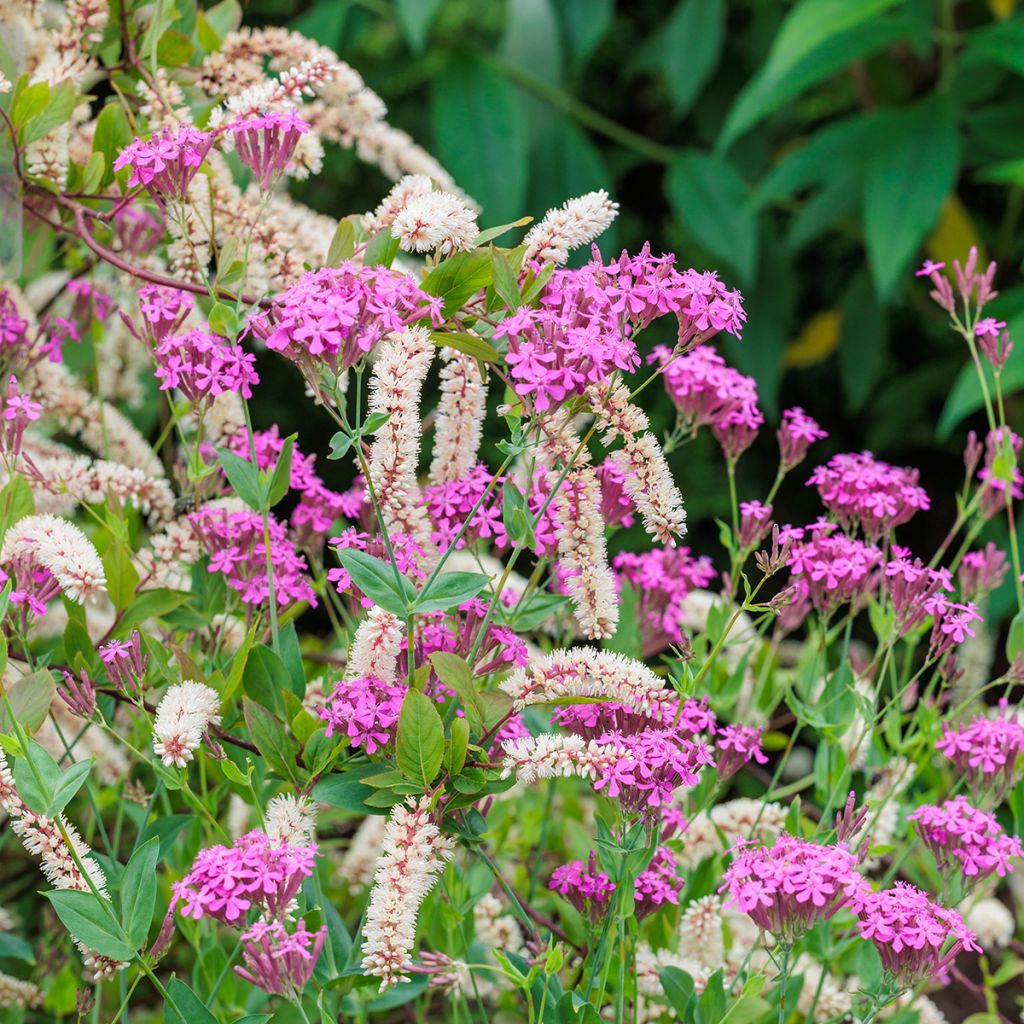 Itea virginica - Bloemwilg