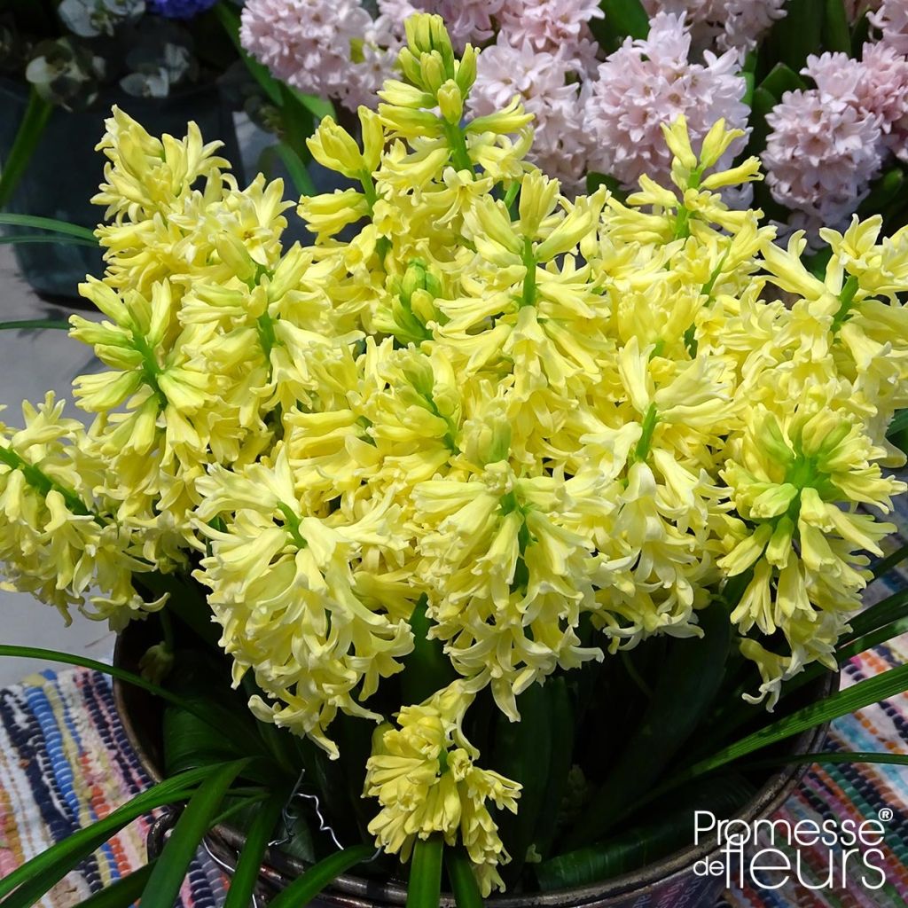 Hyacint City of Harleem - Hyacinthus orientalis