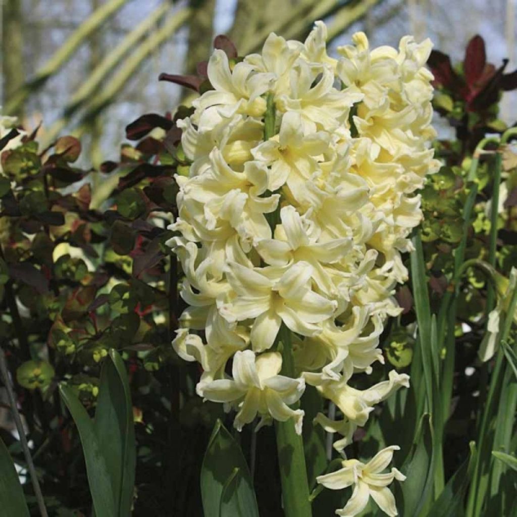 Hyacint City of Harleem - Hyacinthus orientalis