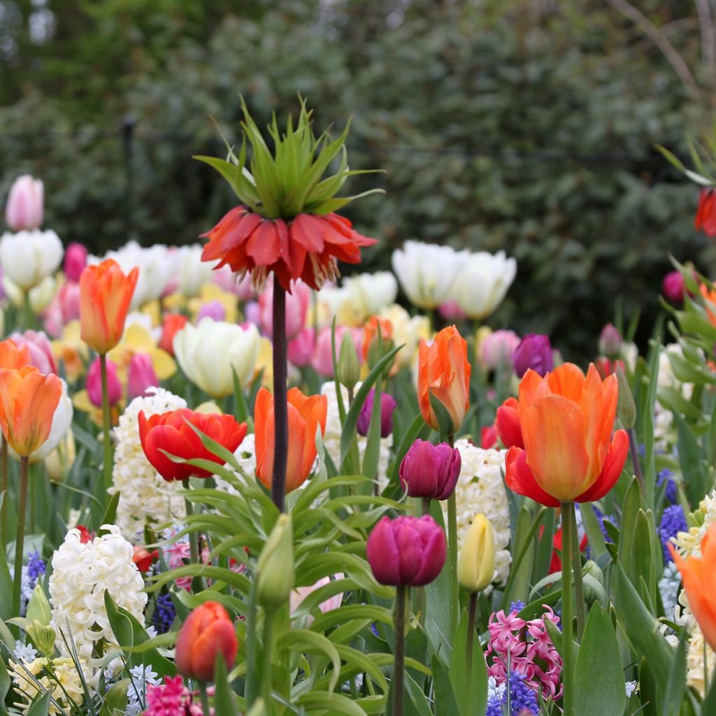 Hyacint City of Haarlem (voorbehandelde bloembol)