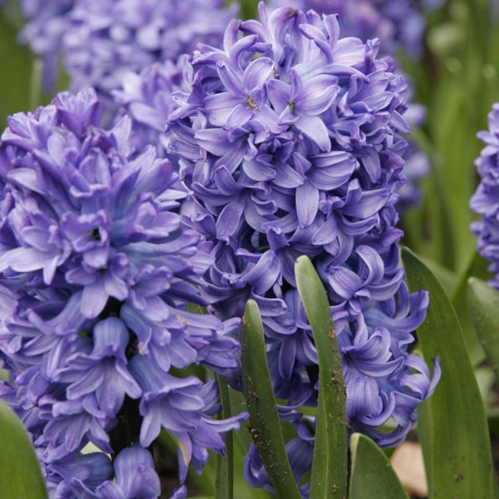 Hyacint Delft Blue - Hyacinthus orientalis