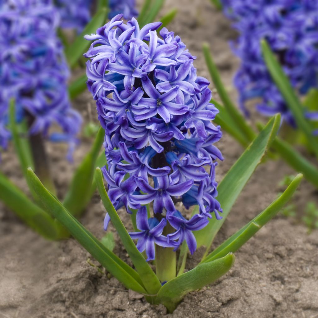 Hyacint Delft Blue - Hyacinthus orientalis