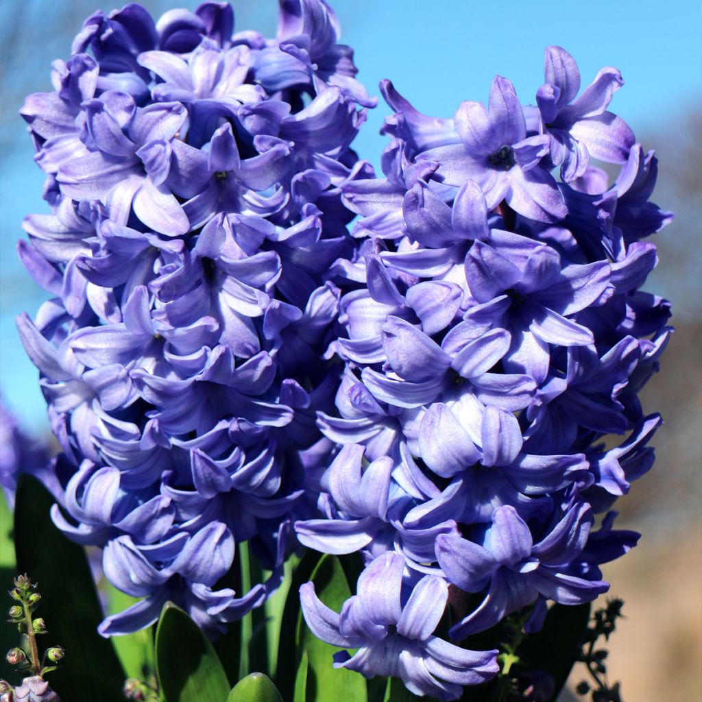 Hyacint Delft Blue - Hyacinthus orientalis