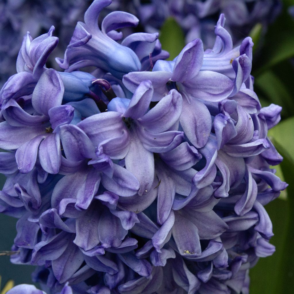 Hyacint Delft Blue - Hyacinthus orientalis