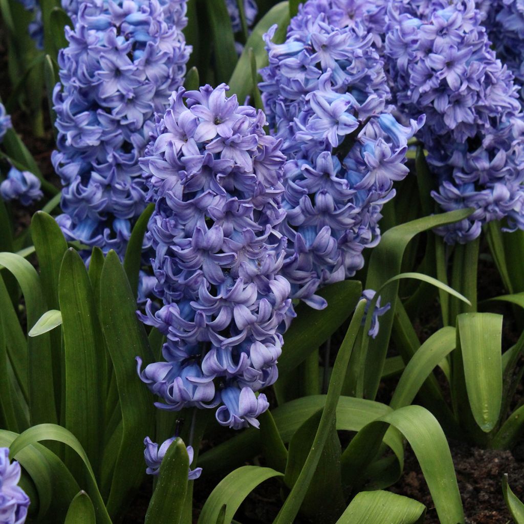 Hyacint Delft Blue - Hyacinthus orientalis
