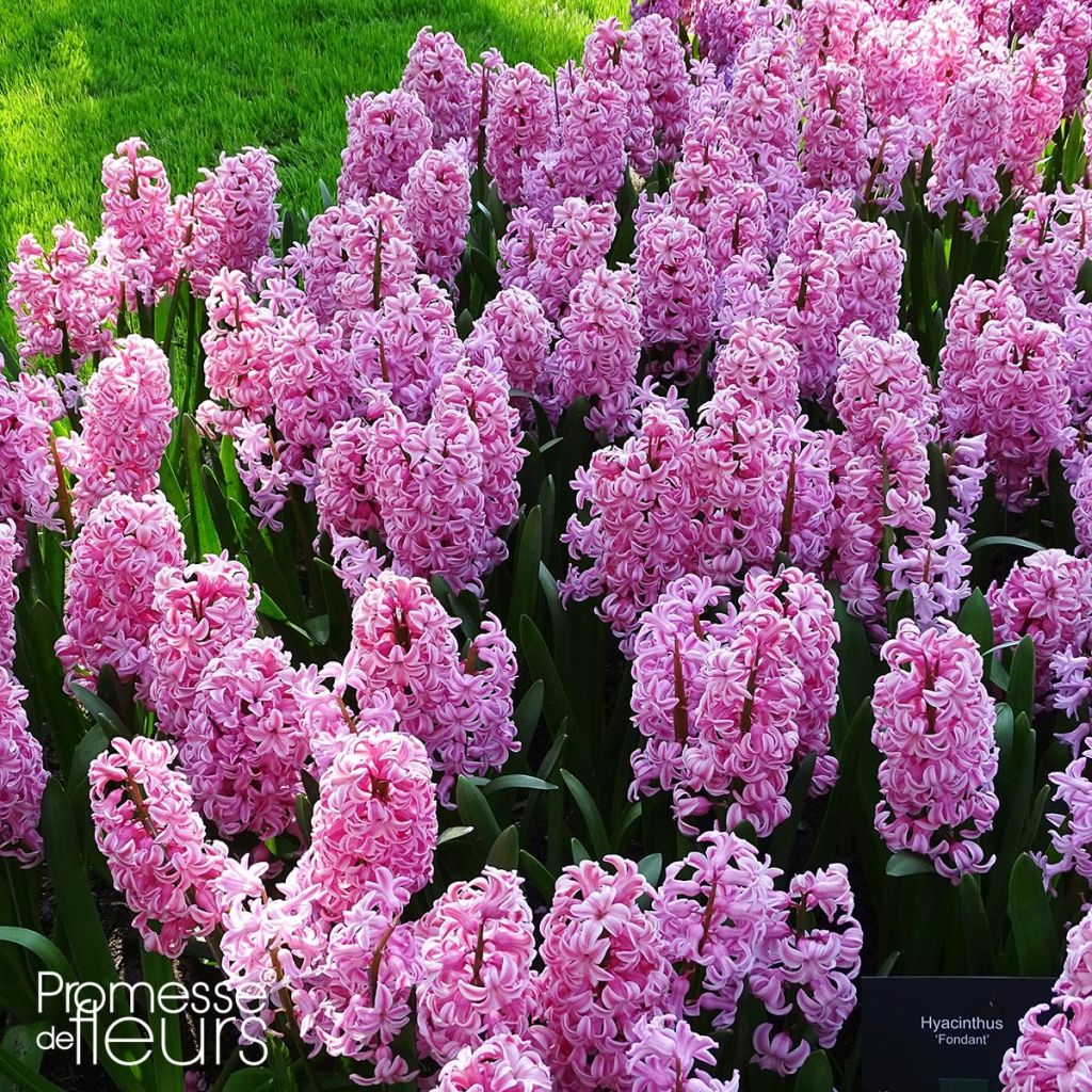 Hyacint Fondant - Hyacinthus orientalis