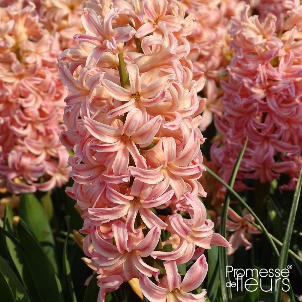 Hyacint Gipsy Queen - Hyacinthus