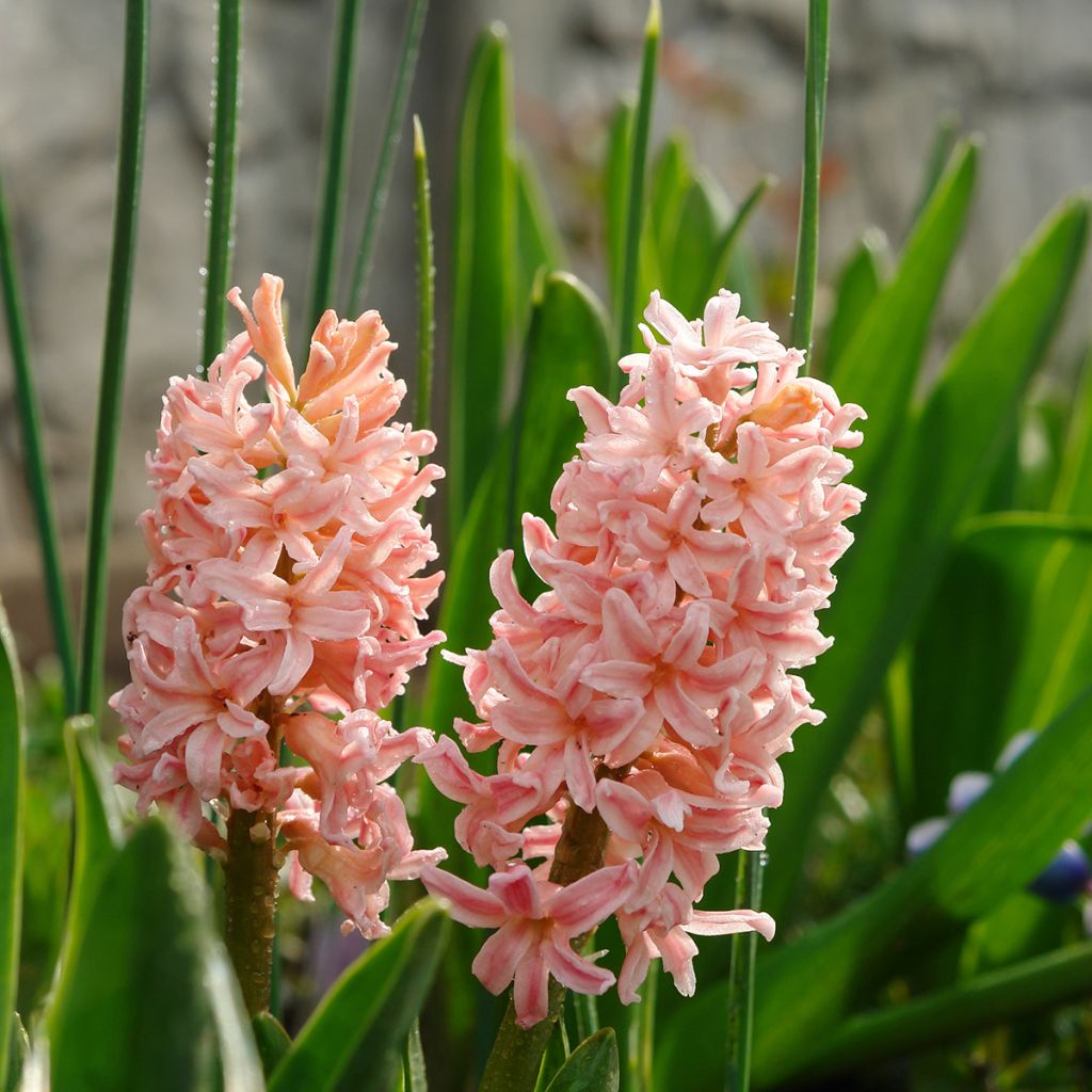 Hyacint Gipsy Queen - Hyacinthus