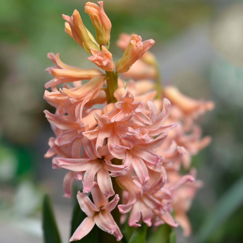 Hyacint Gipsy Queen - Hyacinthus