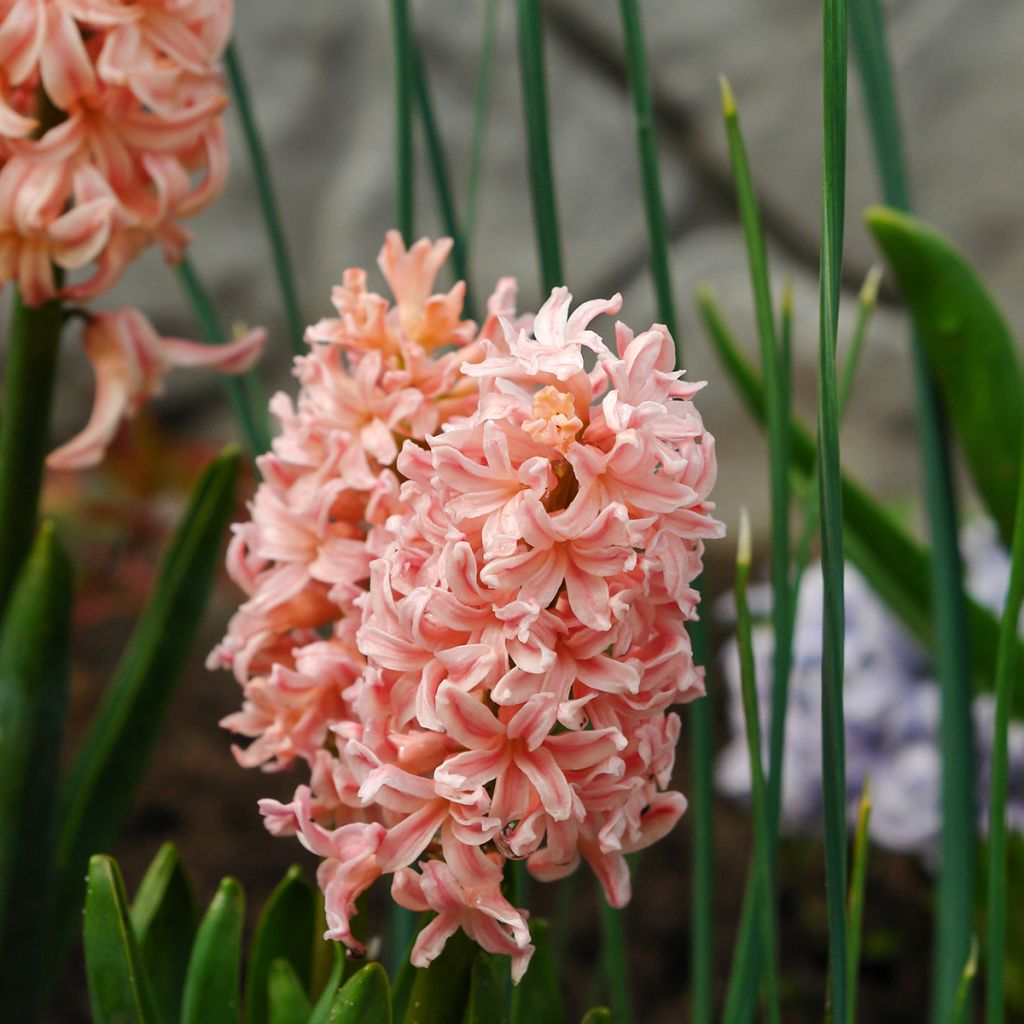 Hyacint Gipsy Queen - Hyacinthus