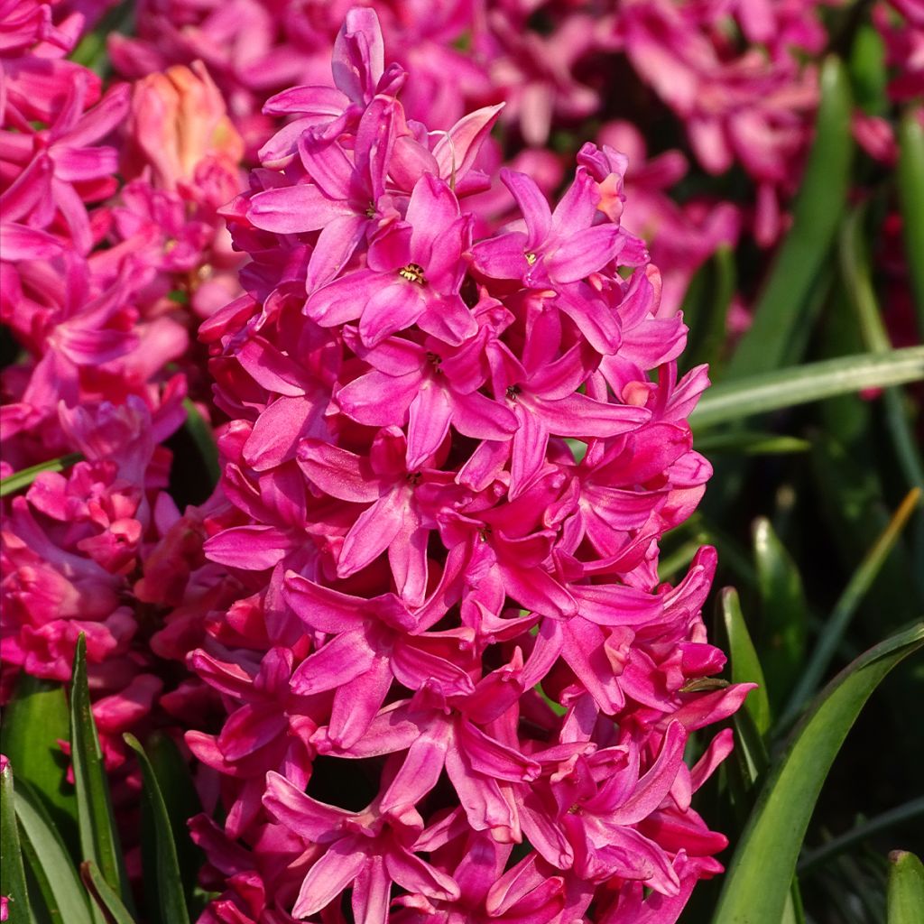 Hyacint Jan Bos - Hyacinthus orientalis