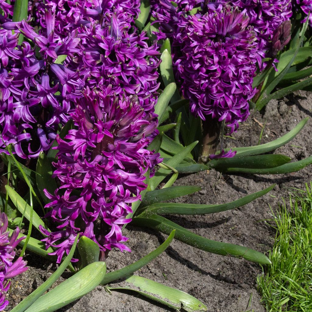 Hyacint Purple Sensation - Hyacinthus orientalis