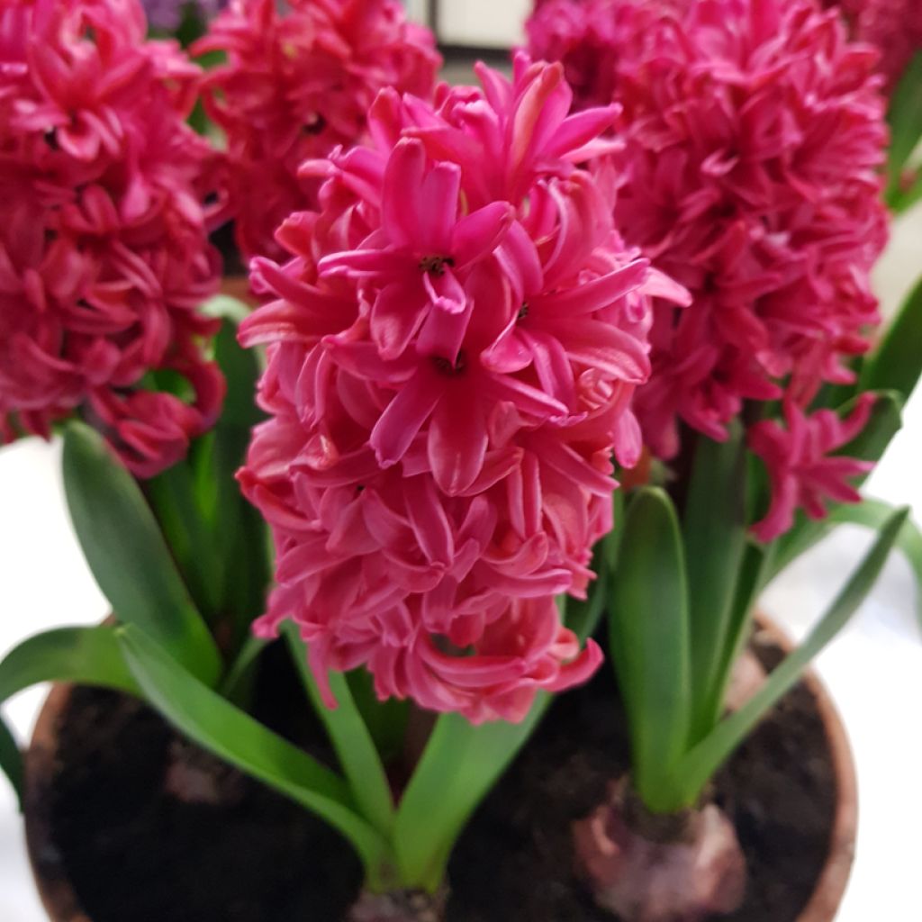 Hyacint Red Glory - Hyacinthus orientalis