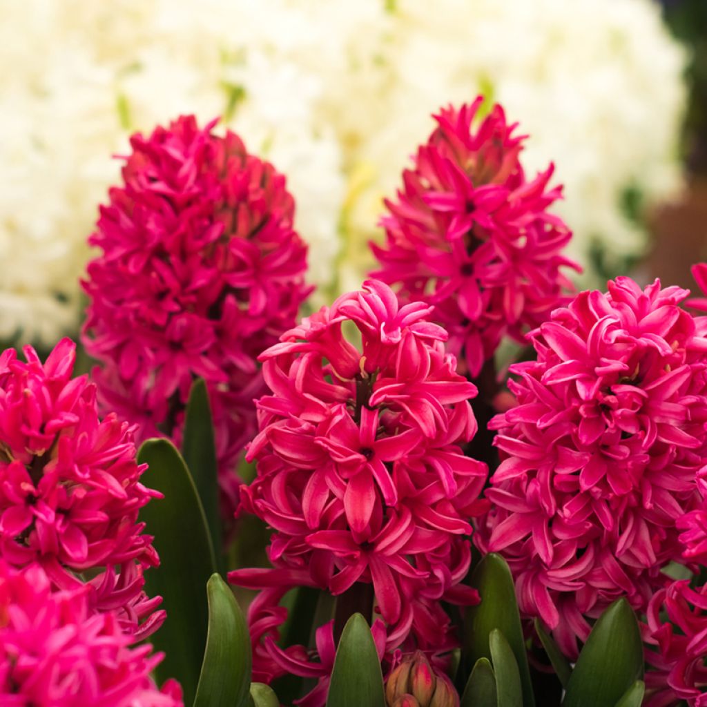 Hyacint Red Glory - Hyacinthus orientalis