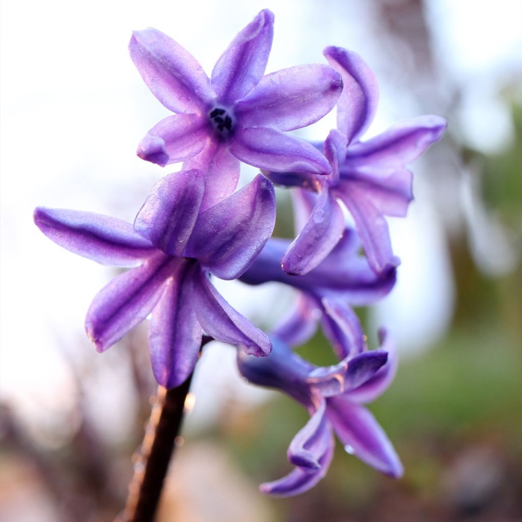Hyacint Sky Jacket - Hyacinthus orientalis