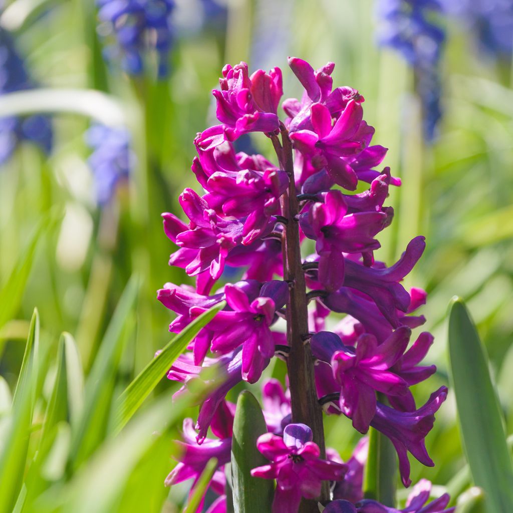 Hyacint Woodstock - Hyacinthus orientalis