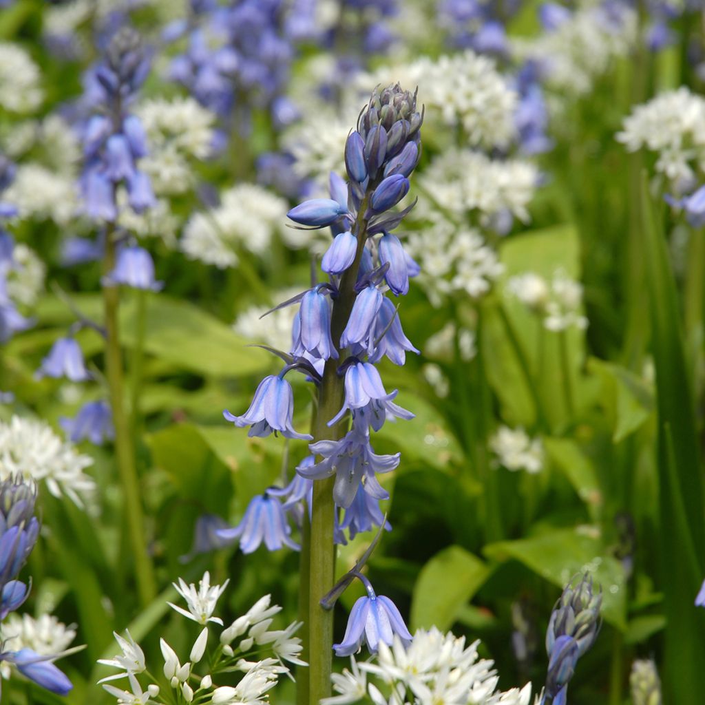 Spaanse hyacint - Hyacinthoides hispanica