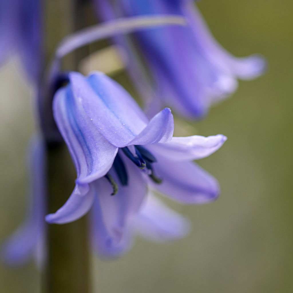 Spaanse hyacint - Hyacinthoides hispanica