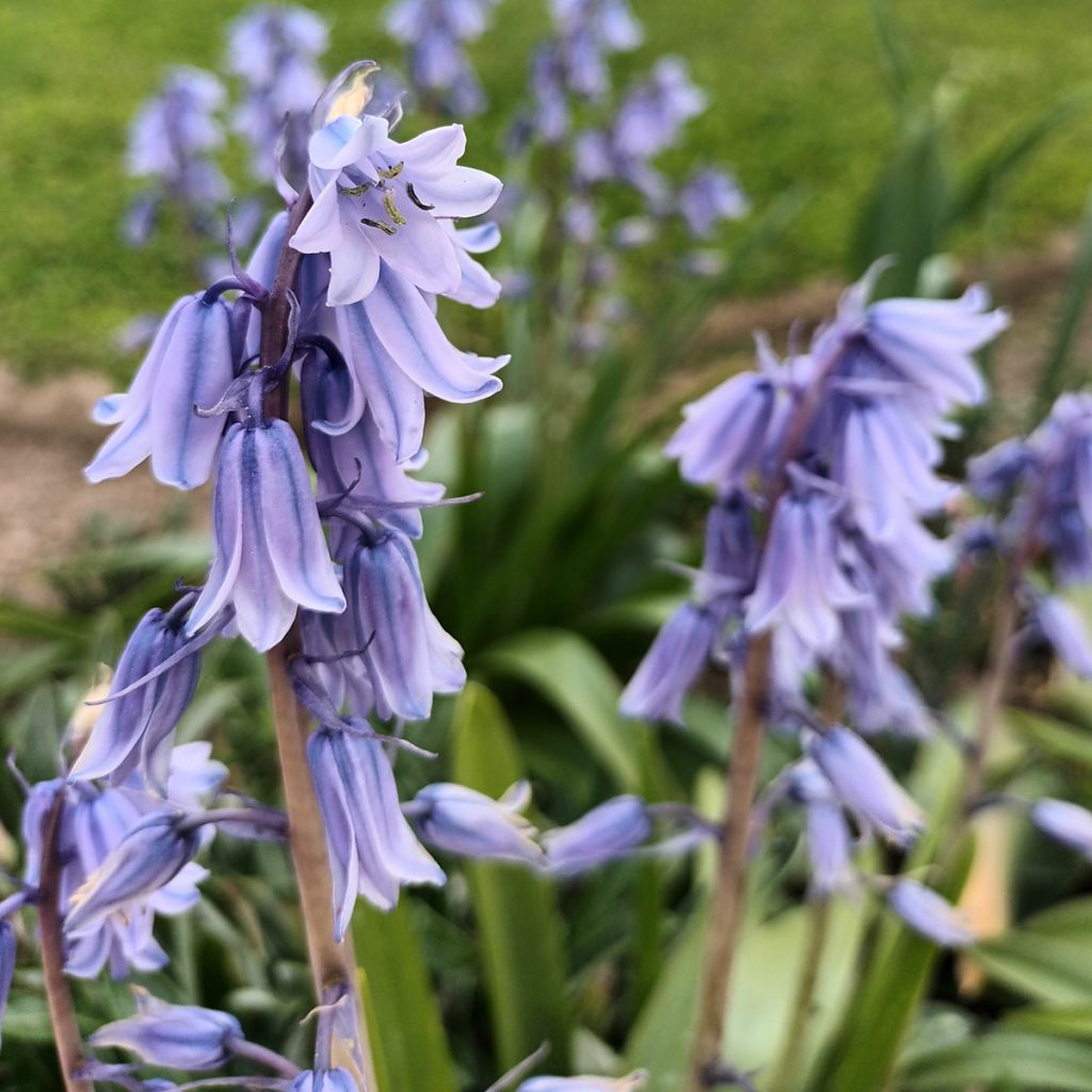 Spaanse hyacint - Hyacinthoides hispanica
