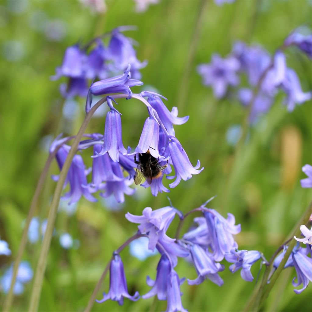 Spaanse hyacint - Hyacinthoides hispanica