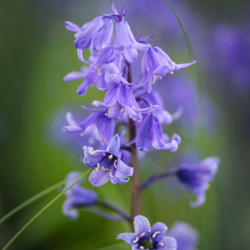 Spaanse hyacint - Hyacinthoides hispanica