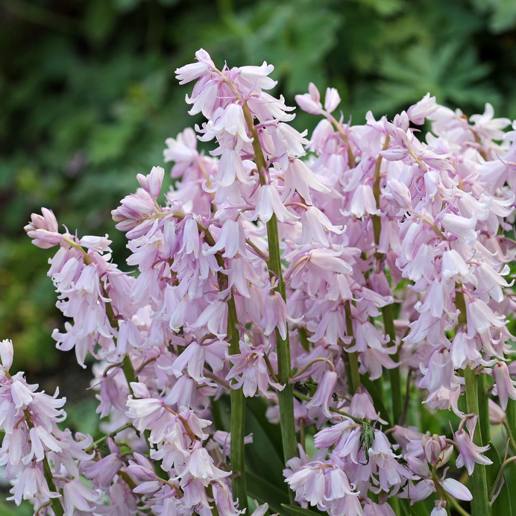 Spaanse hyacint Rose Queen - Hyacinthoides hispanica
