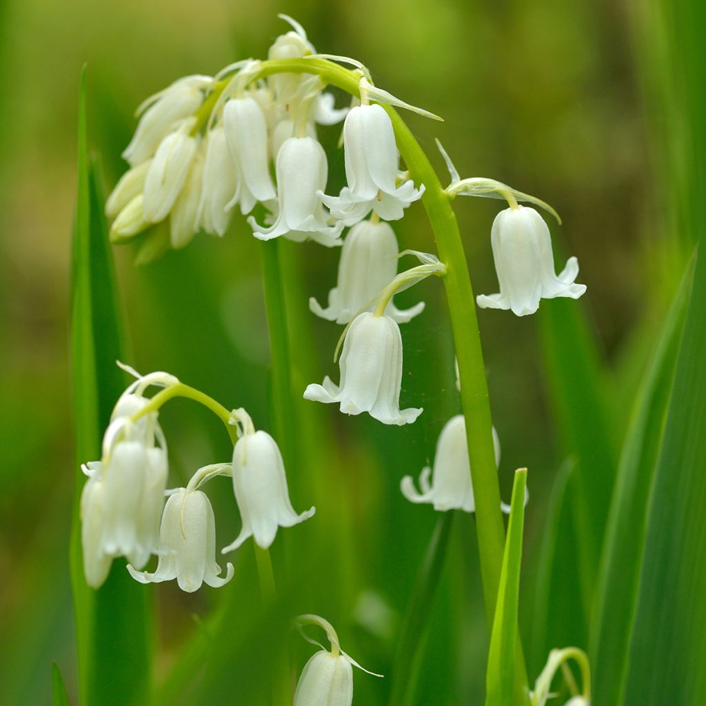Spaanse hyacint Wit - Hyacinthoides hispanica Alba