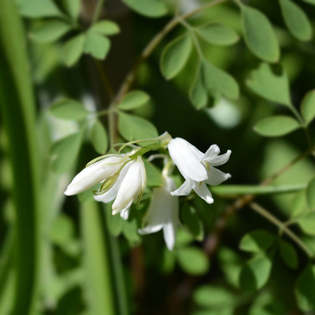 Spaanse hyacint Wit - Hyacinthoides hispanica Alba