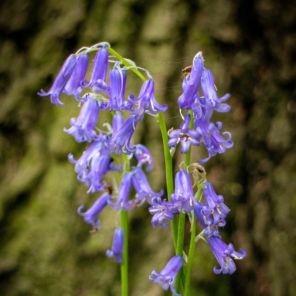 Boshyacint - Hyacinthoides non scripta