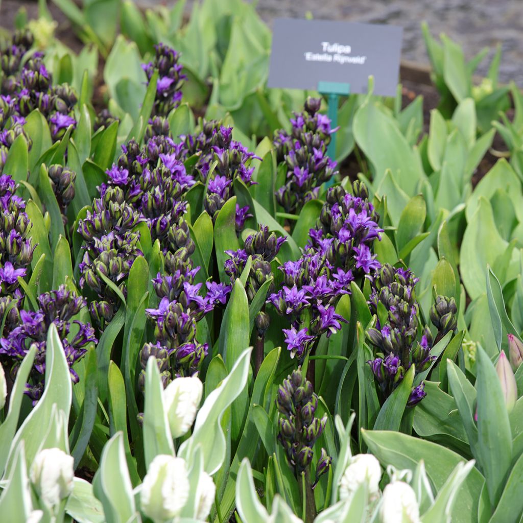 Hyacint  Dubbel Twin Pearl - Hyacinthus orientalis