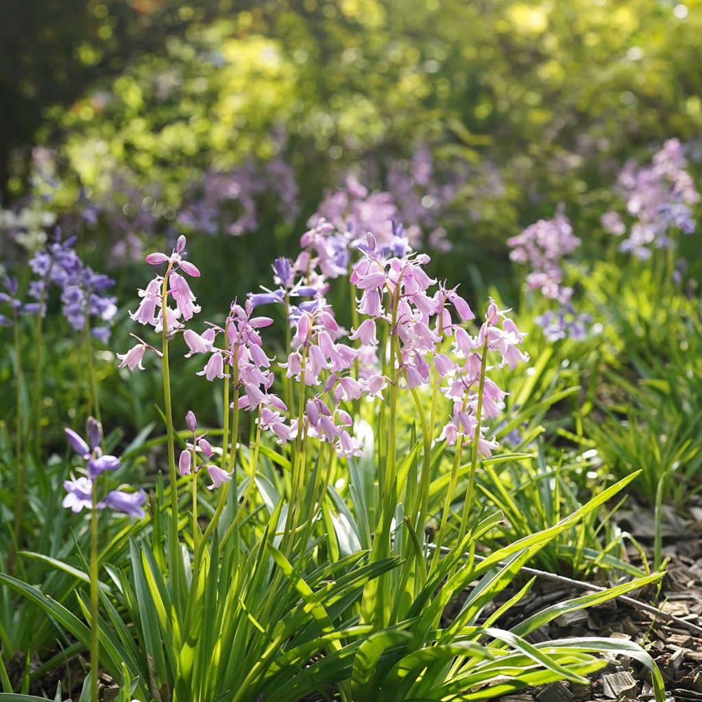 Spaanse hyacint Mix - Hyacinthoides hispanica
