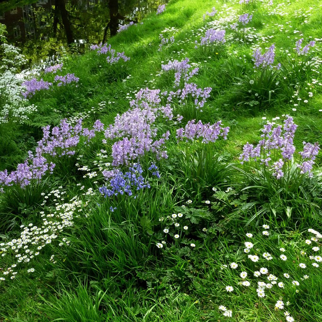 Spaanse hyacint Mix - Hyacinthoides hispanica