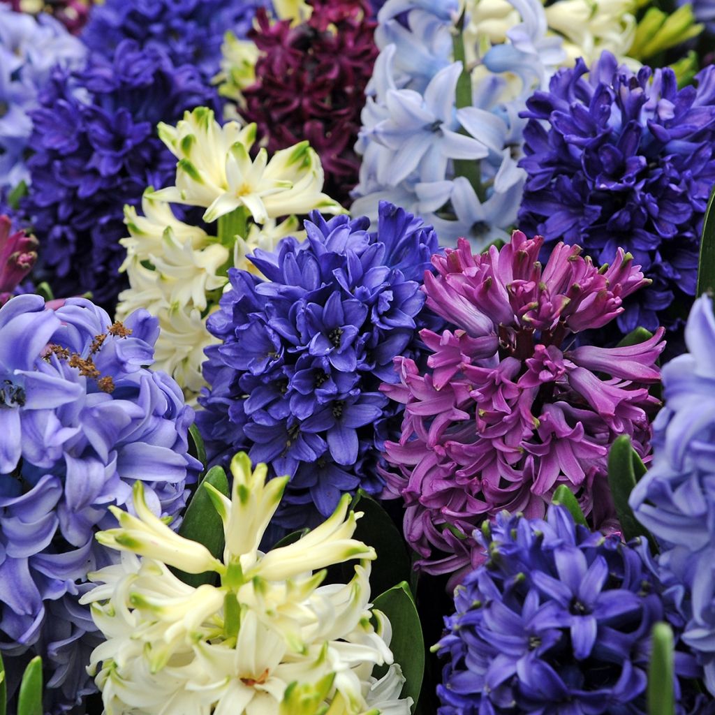 Tuinhyacint in mengsel - Hyacinthus orientalis